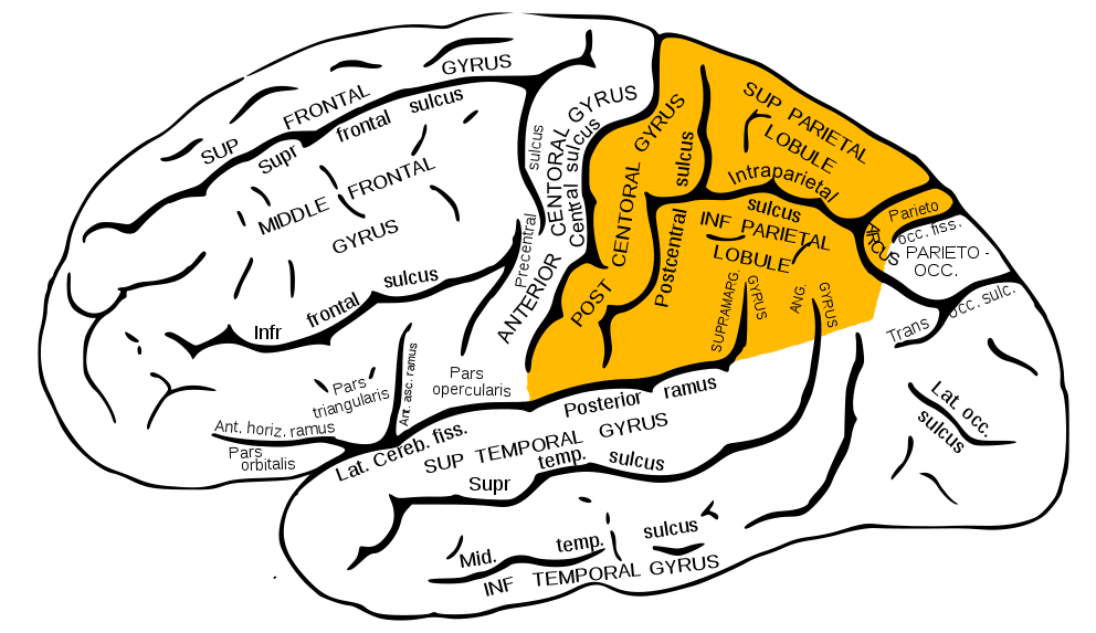 L&rsquo;apraxie : quand le cerveau ne sait plus organiser le geste