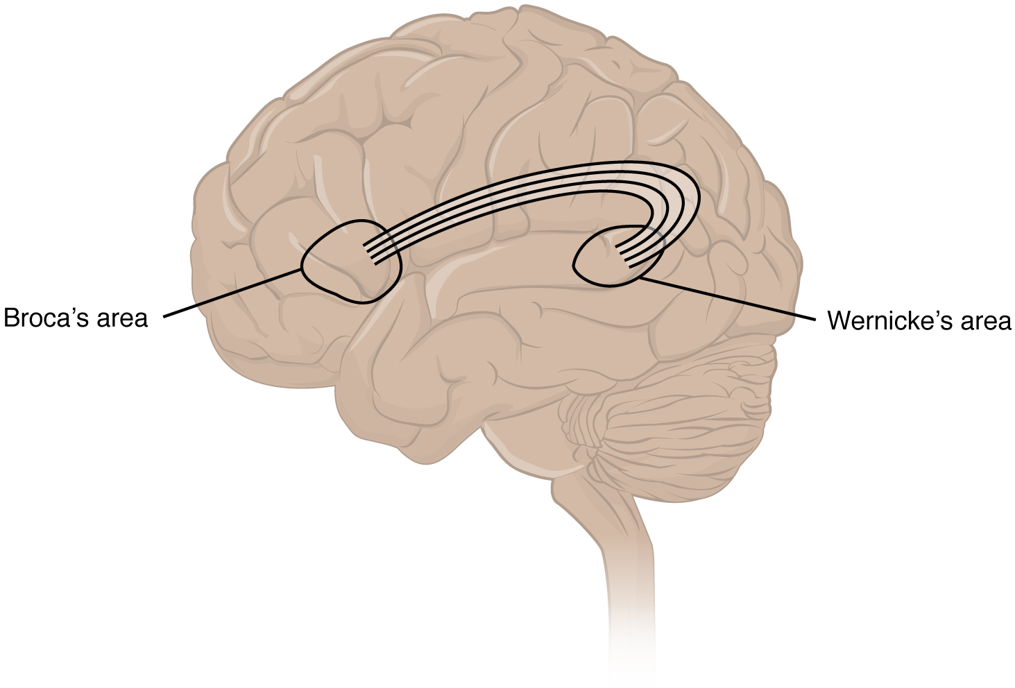 Le bégaiement : comprendre ce trouble neurodéveloppemental de la fluence verbale
