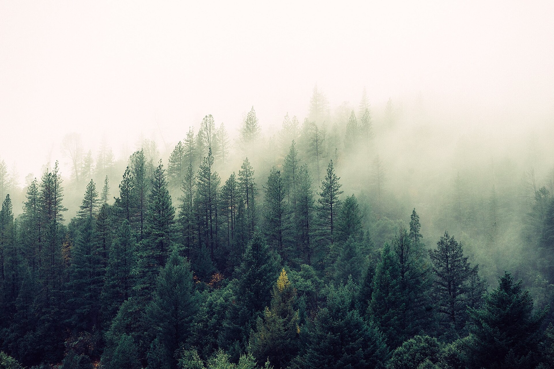Le brouillard cérébral : ce que recouvre vraiment le « brain fog »