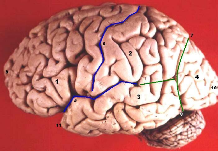 Le cerveau est-il vraiment mature à 25 ans ?
