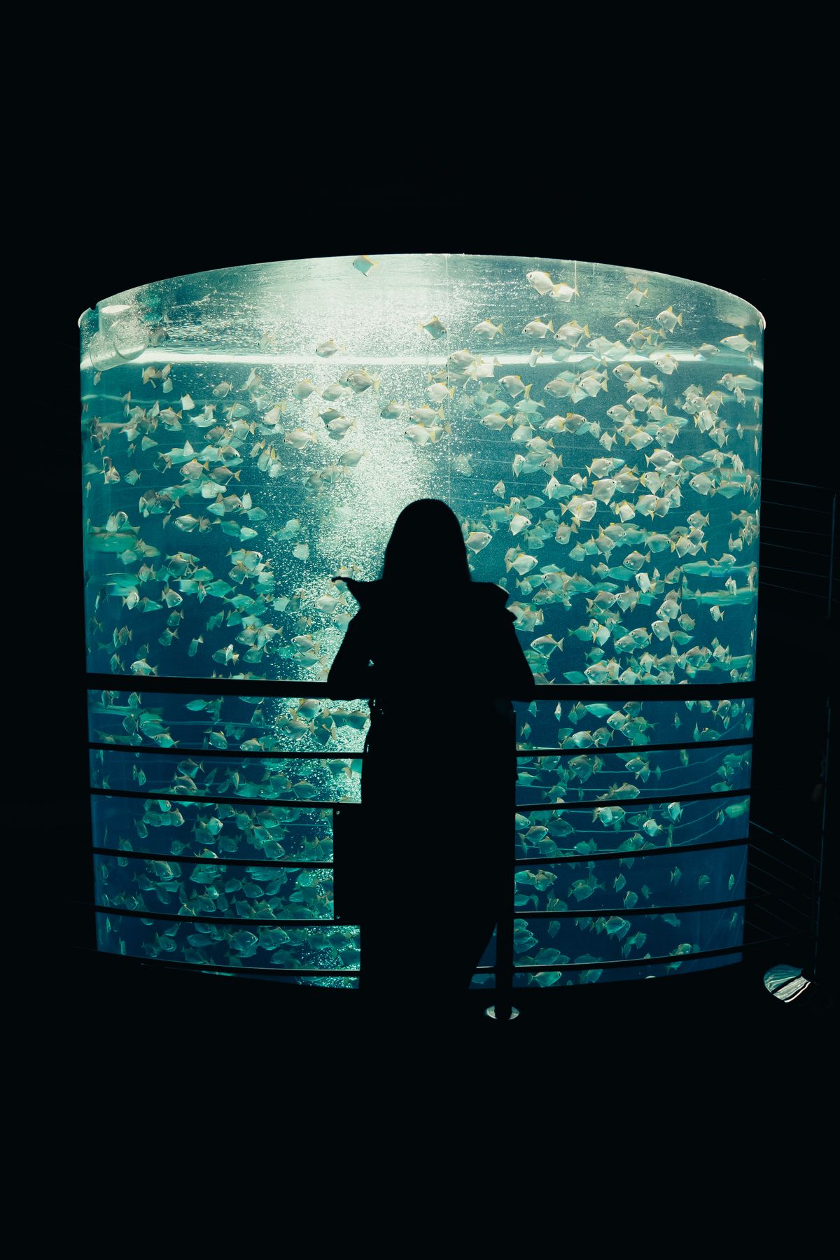 La mémoire du poisson rouge : le mythe des 3 secondes