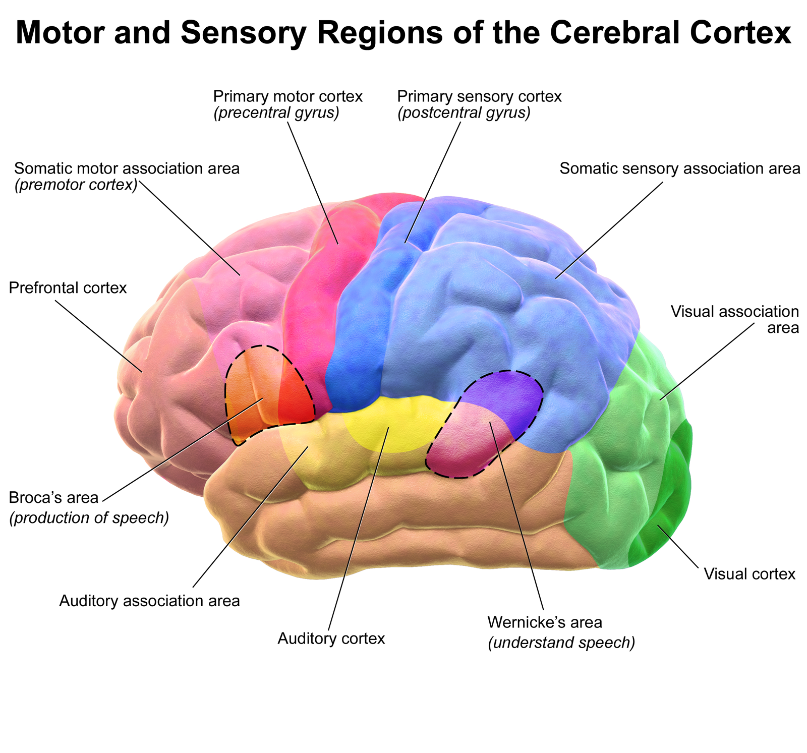 La taille du cerveau détermine-t-elle l&rsquo;intelligence ?